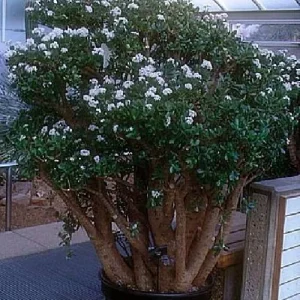 Jade Plant (Crassula ovata) Live Succulent Plant – 2 inch Pot – Indoor - Image 8