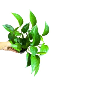Jade Pothos Live Plant – 4 inch Grow Pot – Low Light Indoor Vining Houseplant - Image 3