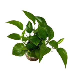 Jade Pothos Live Plant – 4 inch Grow Pot – Low Light Indoor Vining Houseplant - Image 1