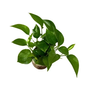 Jade Pothos Live Plant – 4 inch Grow Pot – Low Light Indoor Vining Houseplant - Image 4