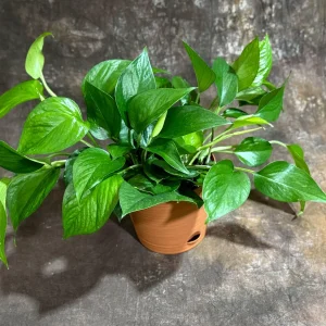 Jade Pothos Live Plant in 6 inch Grow Pot - Easy Care Houseplant - Image 2