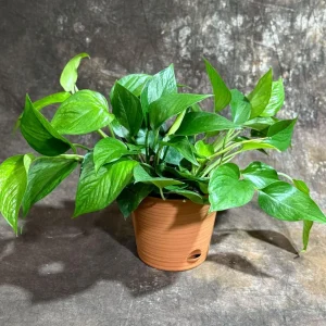 Jade Pothos Live Plant in 6 inch Grow Pot - Easy Care Houseplant - Image 3