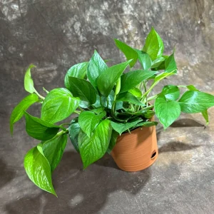 Jade Pothos Live Plant in 6 inch Grow Pot - Easy Care Houseplant - Image 6