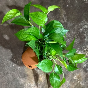 Jade Pothos Live Plant in 6 inch Grow Pot - Easy Care Houseplant - Image 8
