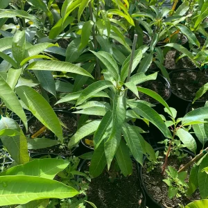 Jahangir Mango Plant - Grafted 3 Year Old Live Tree in 1 Gallon Pot - Image 3