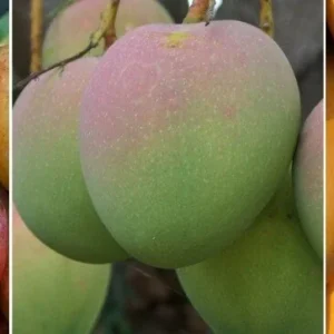 Jahangir Mango Plant - Live Grafted Tree, 3 Year Old, 1 Gallon Pot, Tropical Fruit - Image 2