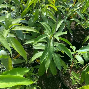 Jahangir Mango Plant - Live Grafted Tree, 3 Year Old, 1 Gallon Pot, Tropical Fruit - Image 3