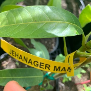 Jahangir Mango Plant - Live Grafted Tree, 3 Year Old, 1 Gallon Pot, Tropical Fruit - Image 4