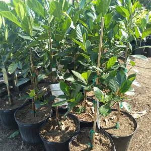 Jakfruit Grafted Tree - 1 to 2 Feet Tall Live Plant - Tropical Fruit - Image 2