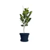 Jakfruit Tree Live Plant - 1 ft Tall, Shipped in 6 inch Pot - Image 1