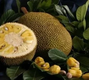 Jakfruit Tree Live Plant – 2-3 Feet Tall – 3 Gallon Pot – Fruit Tree - Image 1