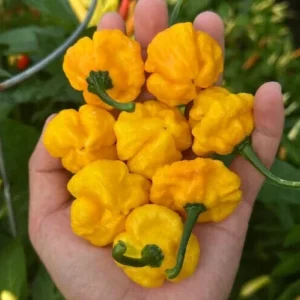 Jamaican Yellow Scotch Bonnet Mushroom Pepper Seeds - 25 Hot Organic Heirloom Seeds - Image 3