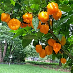 Jamaican Yellow Scotch Bonnet Mushroom Pepper Seeds - 25 Hot Organic Heirloom Seeds - Image 5