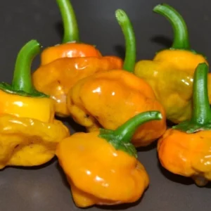Jamaican Yellow Scotch Bonnet Mushroom Pepper Seeds - 25 Hot Organic Heirloom Seeds - Image 8