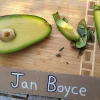 Jan Boyce Avocado Live Plant – Grafted Tree – 1 Foot Tall – Outdoor Fruit Tree - Image 1