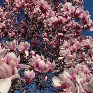 Jane Magnolia Live Plant – 2.5 Inch Pot – Fragrant Blooms – Outdoor Garden Tree - Image 2