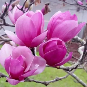 Jane Magnolia Live Plant – 2.5 Inch Pot – Fragrant Blooms – Outdoor Garden Tree - Image 4