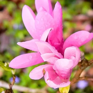 Jane Magnolia Live Plant – 2.5 Inch Pot – Fragrant Blooms – Outdoor Garden Tree - Image 6