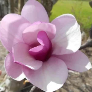 Jane Magnolia Live Plant – 2.5 Inch Pot – Fragrant Blooms – Outdoor Garden Tree - Image 7