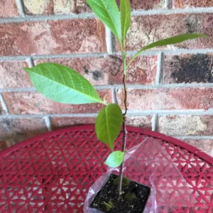 Jane Magnolia Live Plant – 2.5 Inch Pot – Fragrant Blooms – Outdoor Garden Tree - Image 8