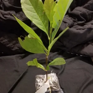 Jane Magnolia Live Plant – 2.5 Inch Pot – Fragrant Blooms – Outdoor Garden Tree - Image 9