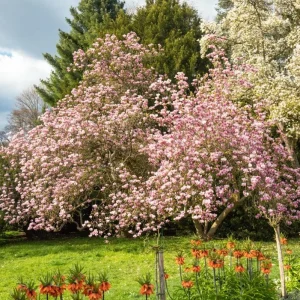 Jane Magnolia Tree Live Plant – Purple-Pink Blooms – 2.5 inch Pot – 6-12 inches Tall – Outdoor Shrub - Image 10
