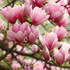 Jane Magnolia Tree Live Plant – Purple-Pink Blooms – 2.5 inch Pot – 6-12 inches Tall – Outdoor Shrub - Image 2