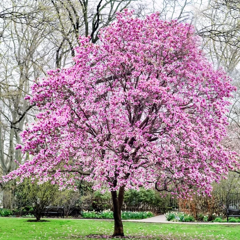 Jane Magnolia Tree Live Plant – Purple-Pink Blooms – 2.5 inch Pot – 6-12 inches Tall – Outdoor Shrub - Image 1