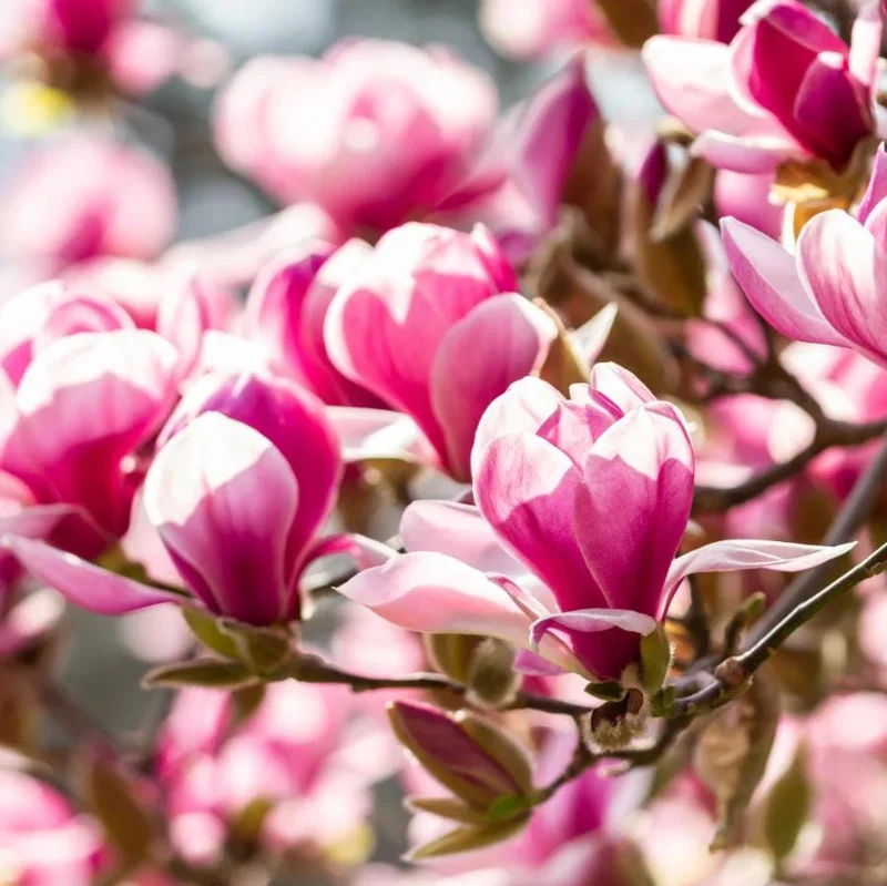 Jane Magnolia Tree Live Plant – Purple-Pink Blooms – 2.5 inch Pot – 6-12 inches Tall – Outdoor Shrub - Image 3