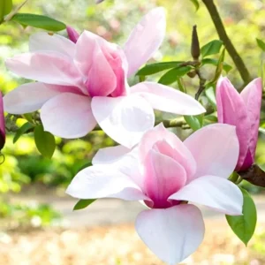 Jane Magnolia Tree Live Plant – Purple-Pink Blooms – 2.5 inch Pot – 6-12 inches Tall – Outdoor Shrub - Image 4