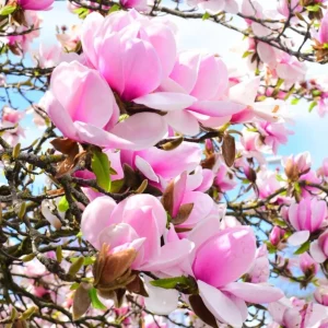 Jane Magnolia Tree Live Plant – Purple-Pink Blooms – 2.5 inch Pot – 6-12 inches Tall – Outdoor Shrub - Image 5