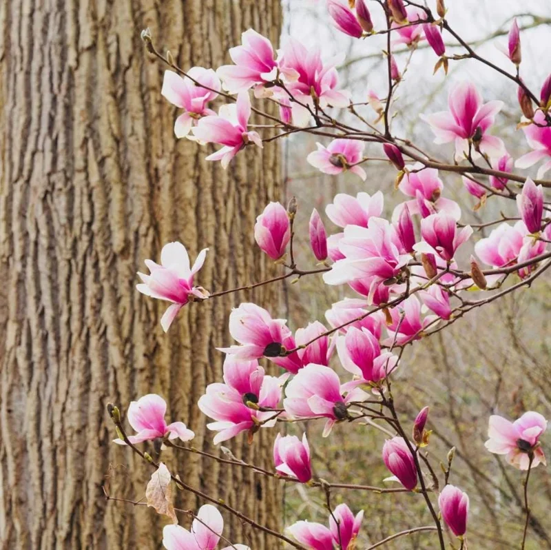 Jane Magnolia Tree Live Plant – Purple-Pink Blooms – 2.5 inch Pot – 6-12 inches Tall – Outdoor Shrub - Image 6