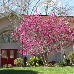 Jane Magnolia Tree Live Plant – Purple-Pink Blooms – 2.5 inch Pot – 6-12 inches Tall – Outdoor Shrub - Image 7