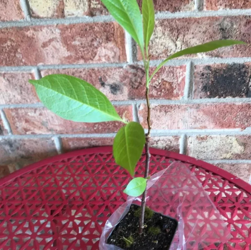 Jane Magnolia Tree Live Plant – Purple-Pink Blooms – 2.5 inch Pot – 6-12 inches Tall – Outdoor Shrub - Image 8