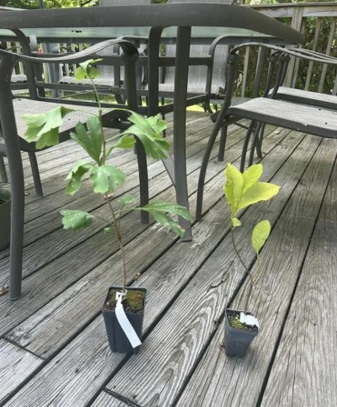 Jane Magnolia Tree Live Plant – Purple-Pink Blooms – 2.5 inch Pot – 6-12 inches Tall – Outdoor Shrub - Image 9