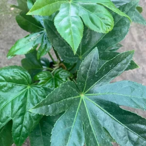 Japanese Aralia Live Plant - Fatsia Japonica - 6-8