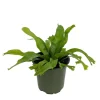 Japanese Bird's Nest Fern Live Plant – 4 inch Pot – Indoor Asplenium antiquum - Image 1