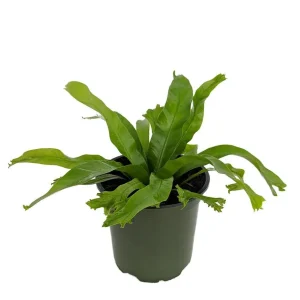 Japanese Bird's Nest Fern Live Plant – 4 inch Pot – Indoor Asplenium antiquum - Image 1