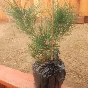 Japanese Black Pine Live Plant - Pinus Thunbergii - 1 Starter - 4-6" Tall - Image 1