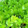 Japanese Boxwood Cuttings - Set of 12 Unrooted for Bush & Hedge Planting, Outdoor, Green - Image 1