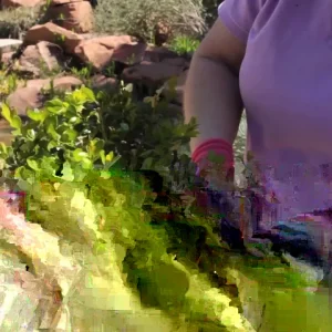 Japanese Boxwood Cuttings - Set of 12 Unrooted for Bush & Hedge Planting, Outdoor, Green - Image 2