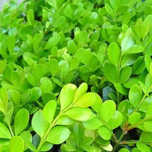 Japanese Boxwood Cuttings - Set of 12 Unrooted for Bush & Hedge Planting, Outdoor, Green - Image 1