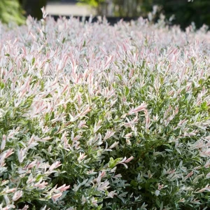 Japanese Dappled Nishiki Willow Live Plant – 8-12