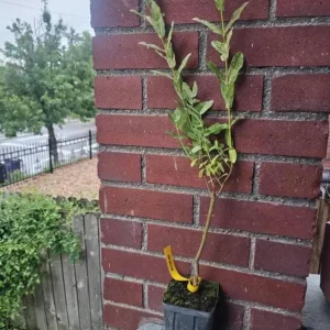 Japanese Dappled Nishiki Willow Live Plant – 8-12