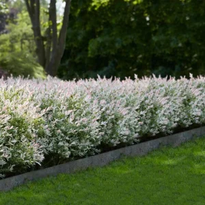 Japanese Dappled Nishiki Willow Live Plant – 8-12