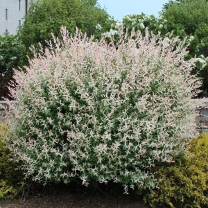 Japanese Dappled Nishiki Willow Live Plant – 8-12