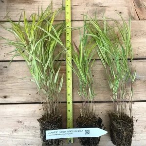Japanese Forest Grass Live Plant 2 Varieties - Hakonechloa macra 'Aureola' & 'All Gold' - Ornamental Grass - Image 4