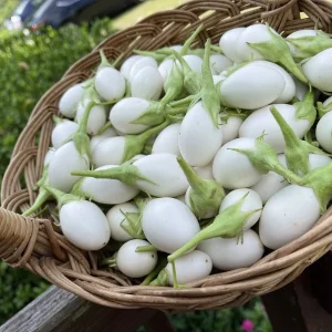 Japanese Heirloom Eggplant Seeds - Kyoto Egg-Shape, White, Organic, 100+ Seeds, Indoor/Outdoor - Image 1