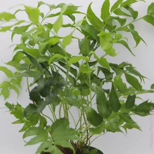 Japanese Holly Fern Live Plant - Cyrtomium Falcatum, 4'' Pot, Indoor/Outdoor - Image 3