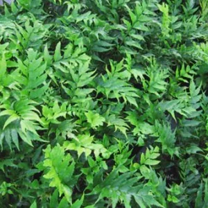 Japanese Holly Fern Live Plant - Cyrtomium Falcatum, 4'' Pot, Indoor/Outdoor - Image 5